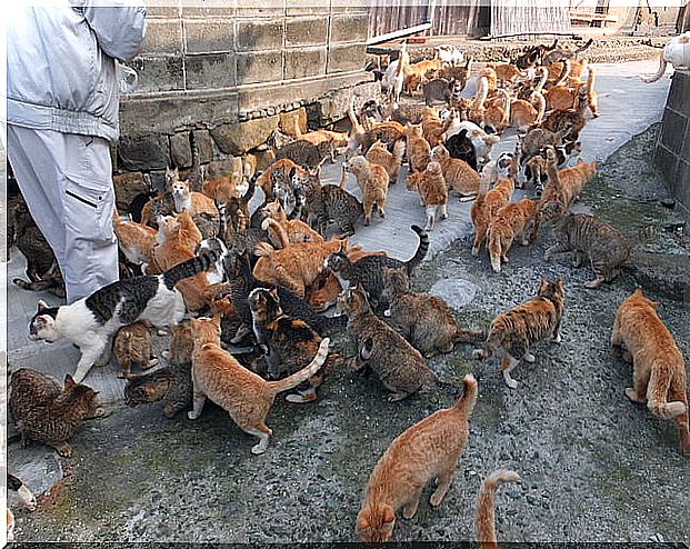 Aoshima, one of the most curious Japanese islands