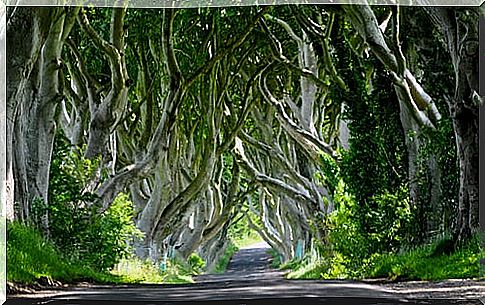 Dark Hedges