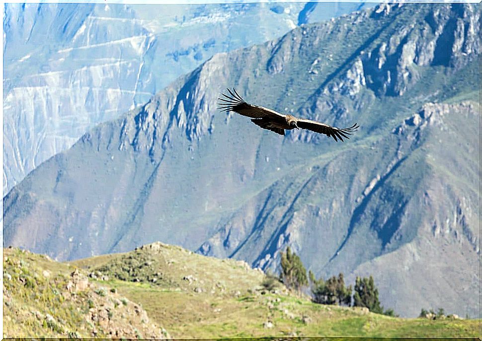 Condor flying over the Colca valley