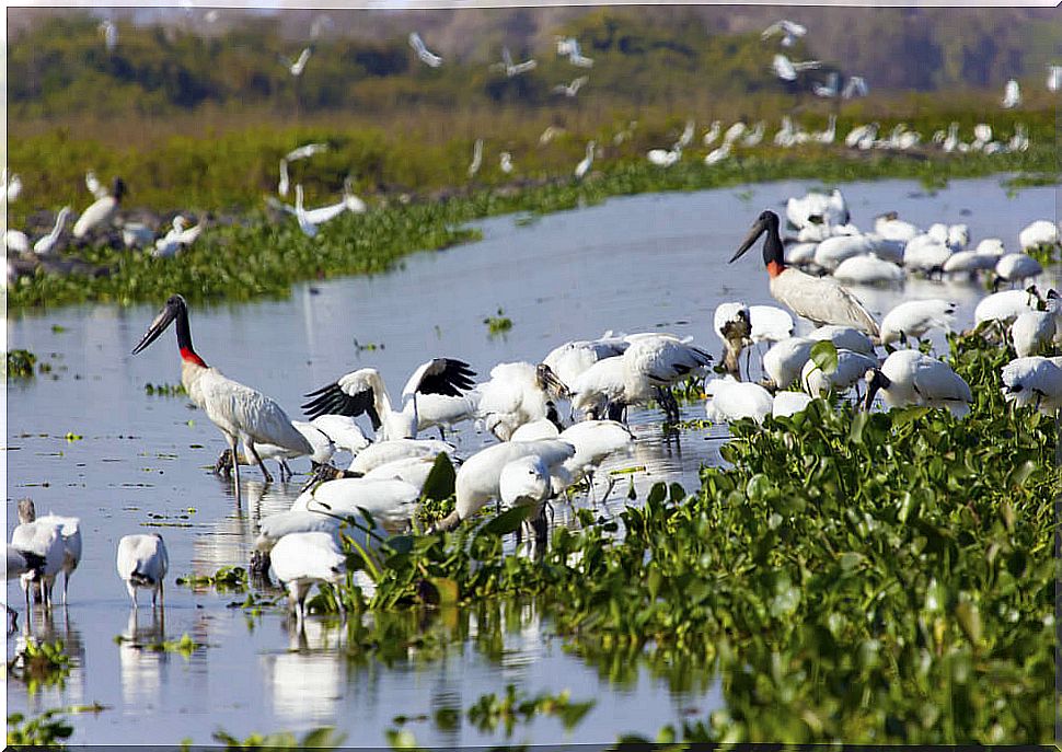 Birds in Pantanal