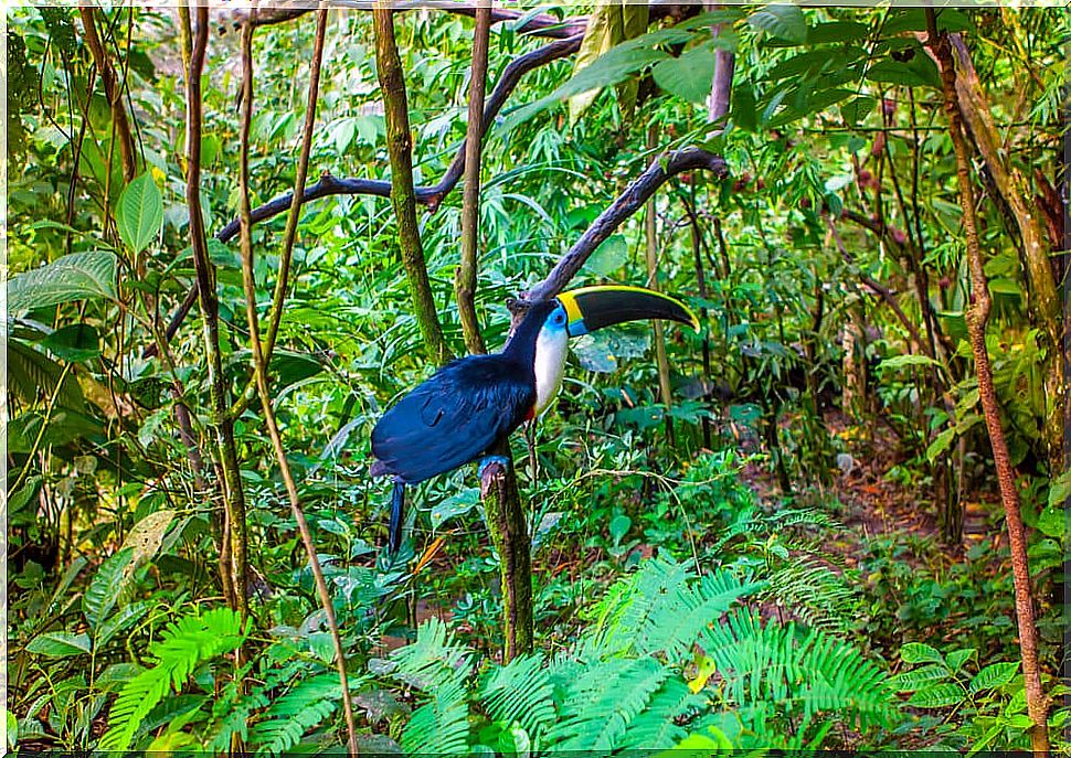 Toucan in the Amazon