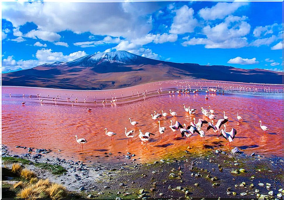 Laguna Colorada in Bolivia