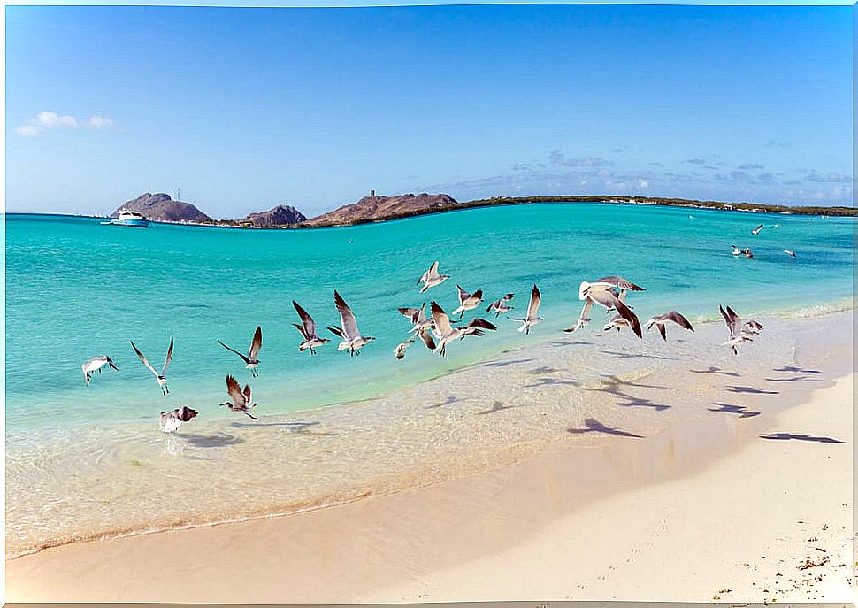 Birds in Los Roques