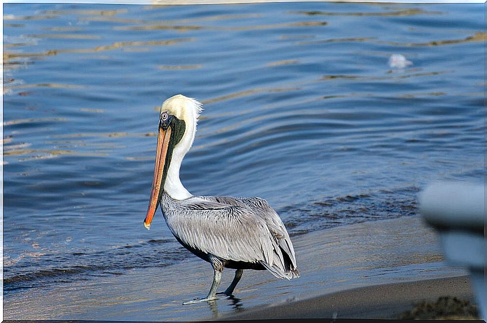 Pelican in Manzanillo, a place for bird lovers