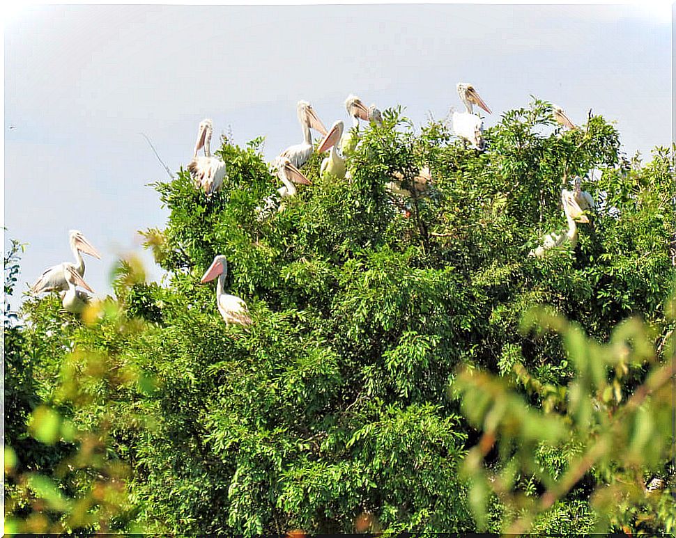 The Prek Toal Bird Reserve in Tonlé Sap, Cambodia