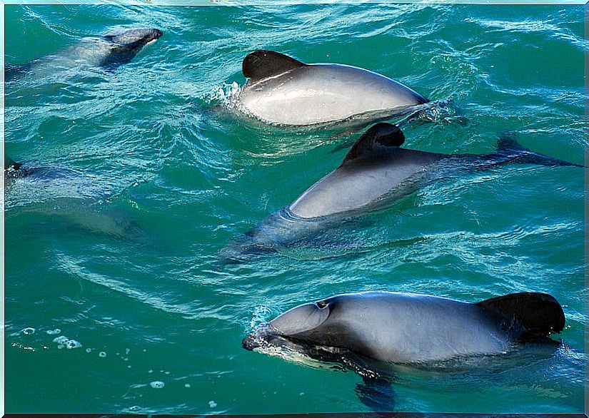 Hector's dolphins