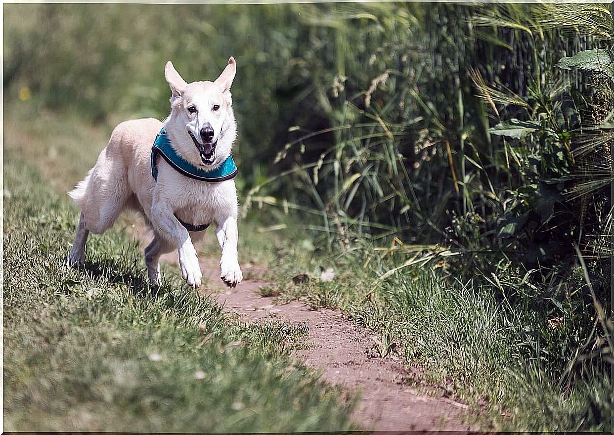 Running dog