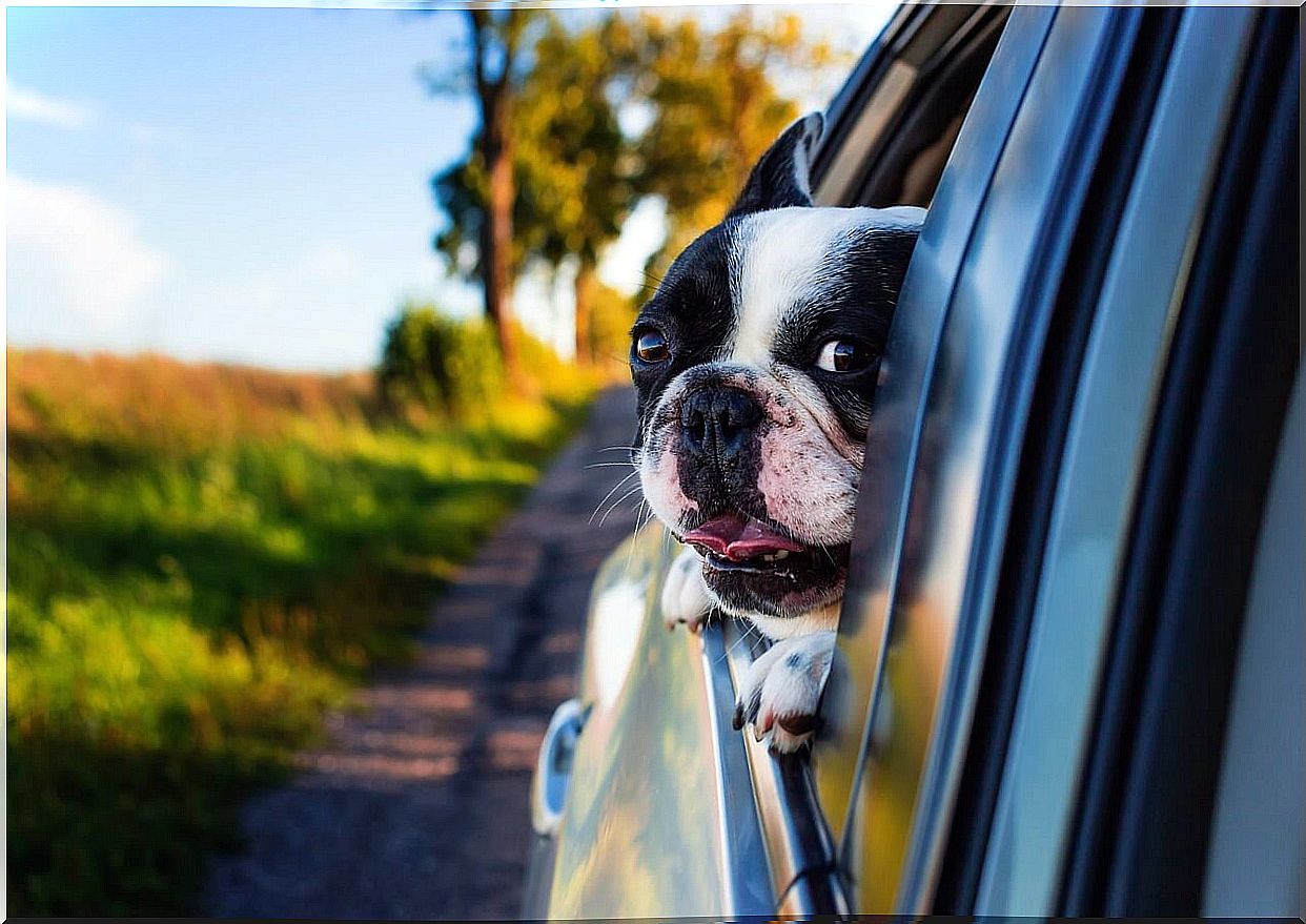 Dog in a car