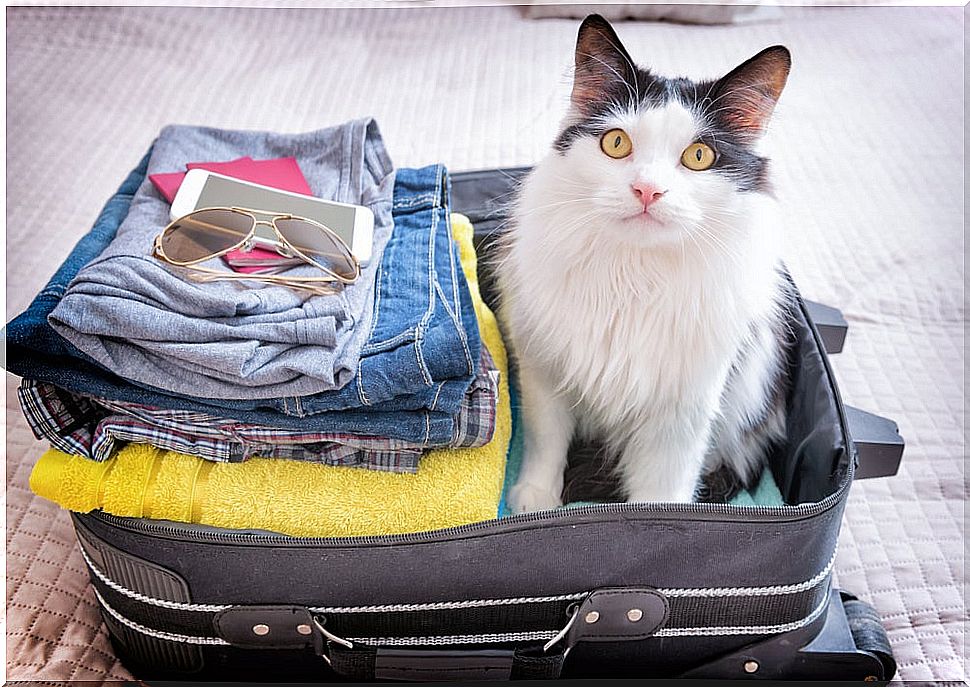 Cat in a suitcase