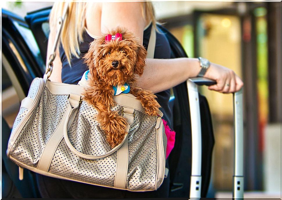 The best destinations for traveling with pets