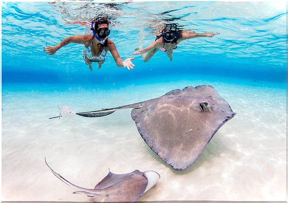 Mantas Ray in Stingray City in Cayman Islands