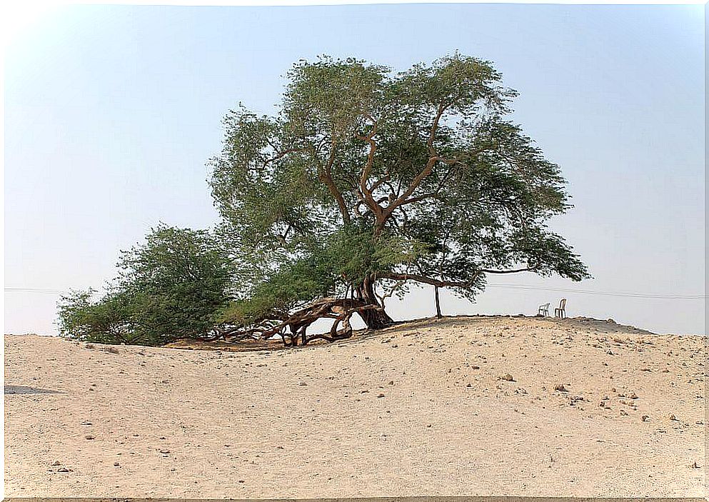 Tree of Life in Bahrain