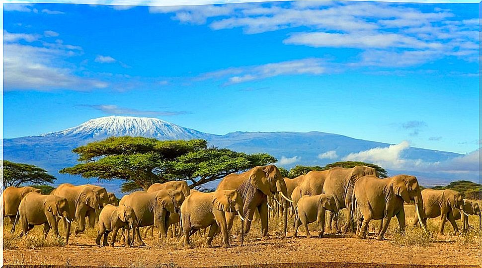 Mount Kilimajaro in Africa