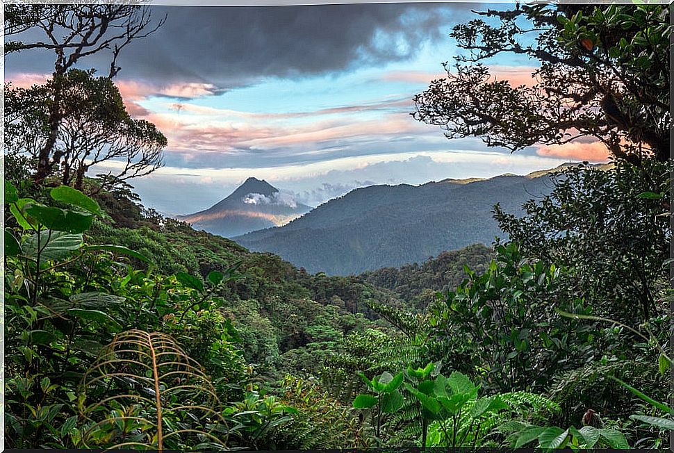 Discover the fabulous forests of Costa Rica