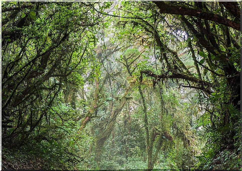 Monteverde Forest