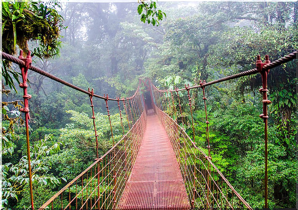 Suspension bridge in the Monteverde forest