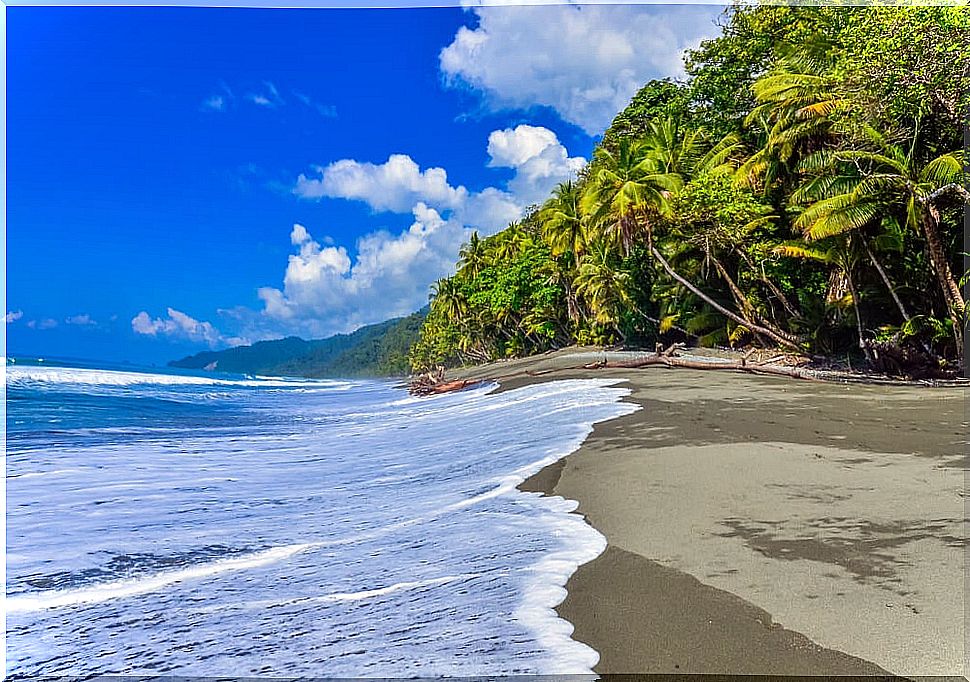 Corcovado National Park, one of the forests of Costa Rica