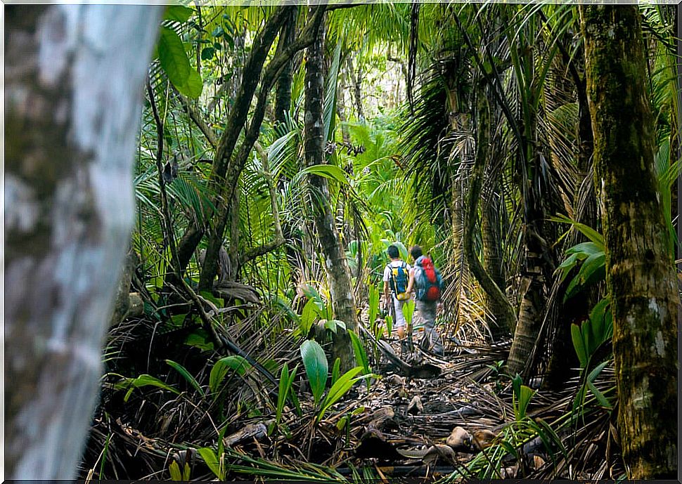 Corcovado Park in Costa Rica