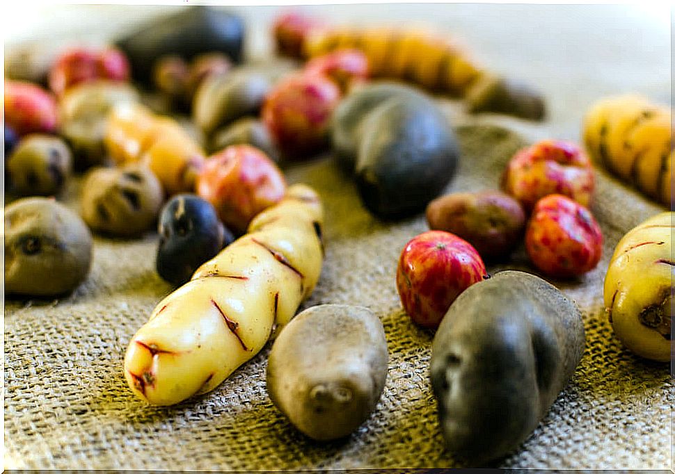 Discover the variety of native potatoes of Peru