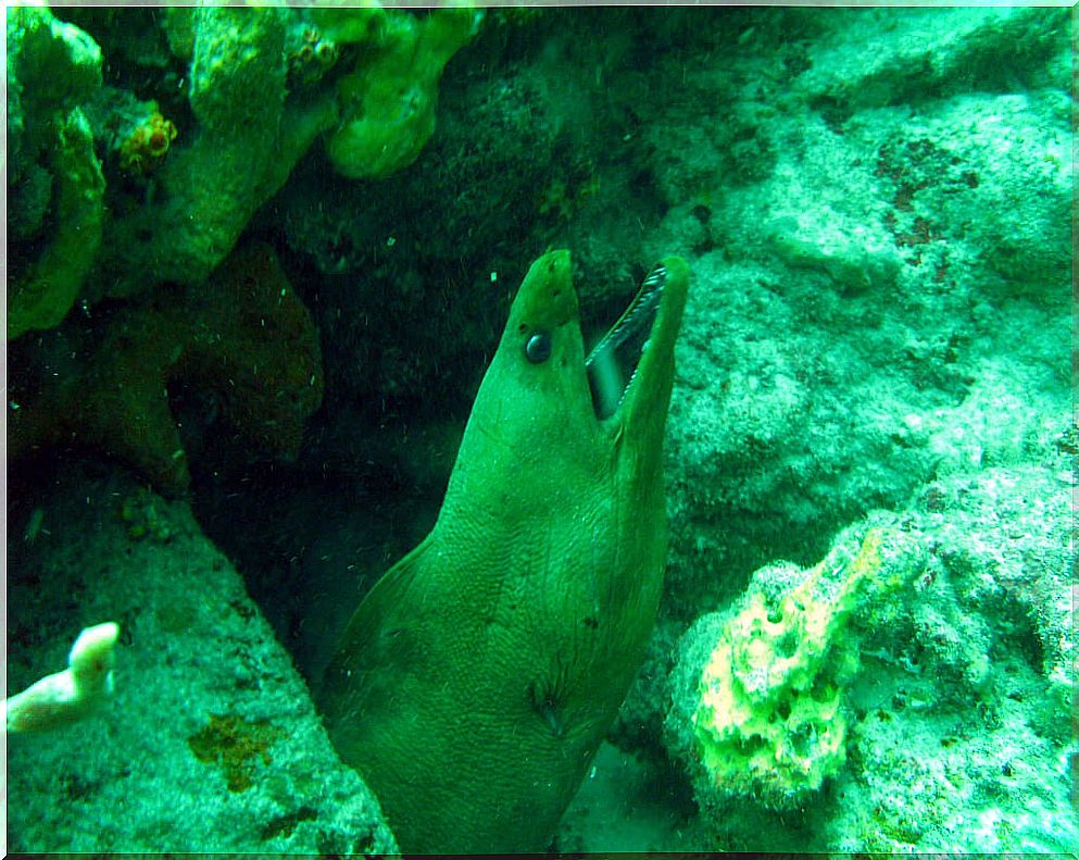 Giant moray eel in the depths of Saint Lucia