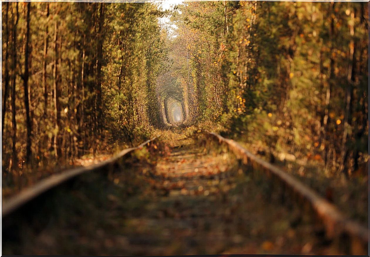 The tunnel of love in Klevan changes color according to the season.