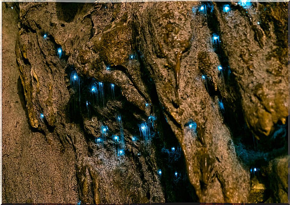 Waitomo Caves and their glow worms