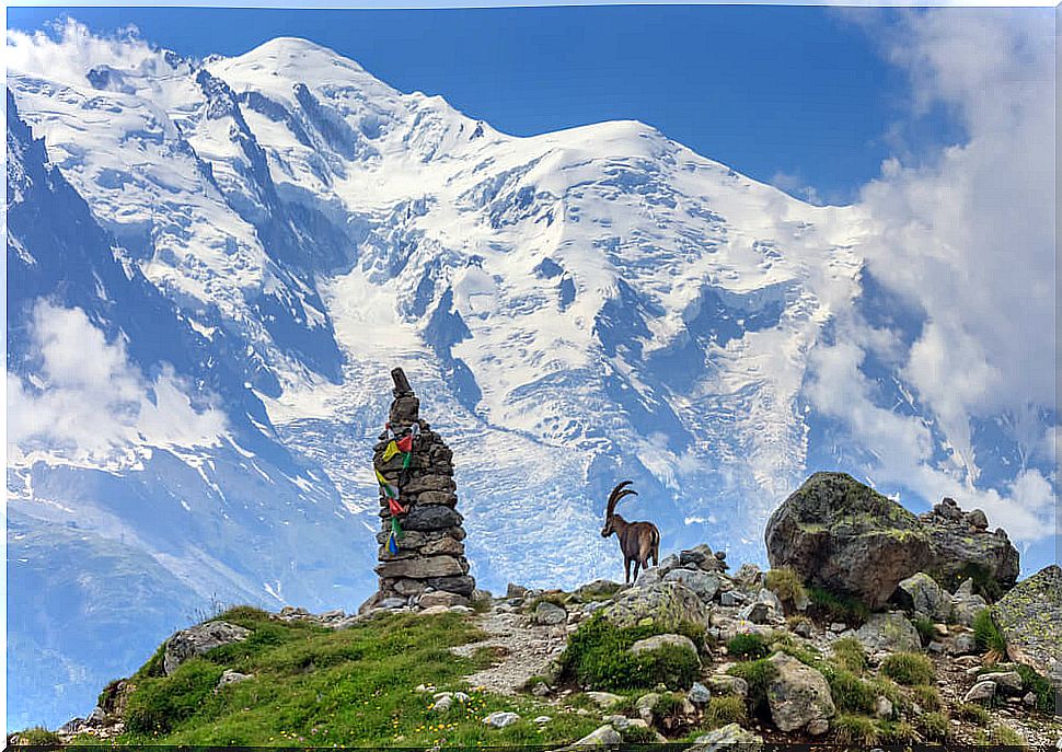 Goat on Mont Blanc