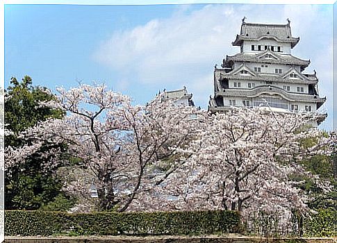 Cherry blossoms, a sight to see on a trip to Japan