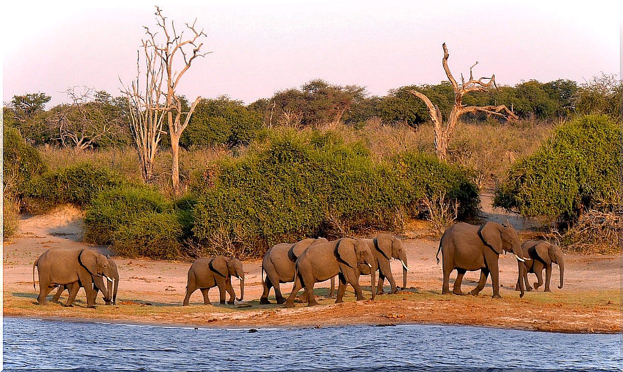 Elephants in Botswana