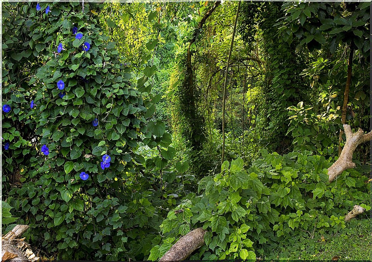 Jungle in Uganda