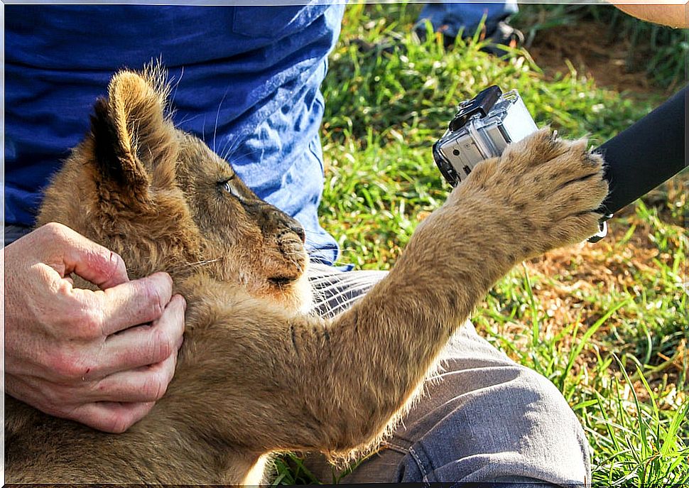 Lion cub