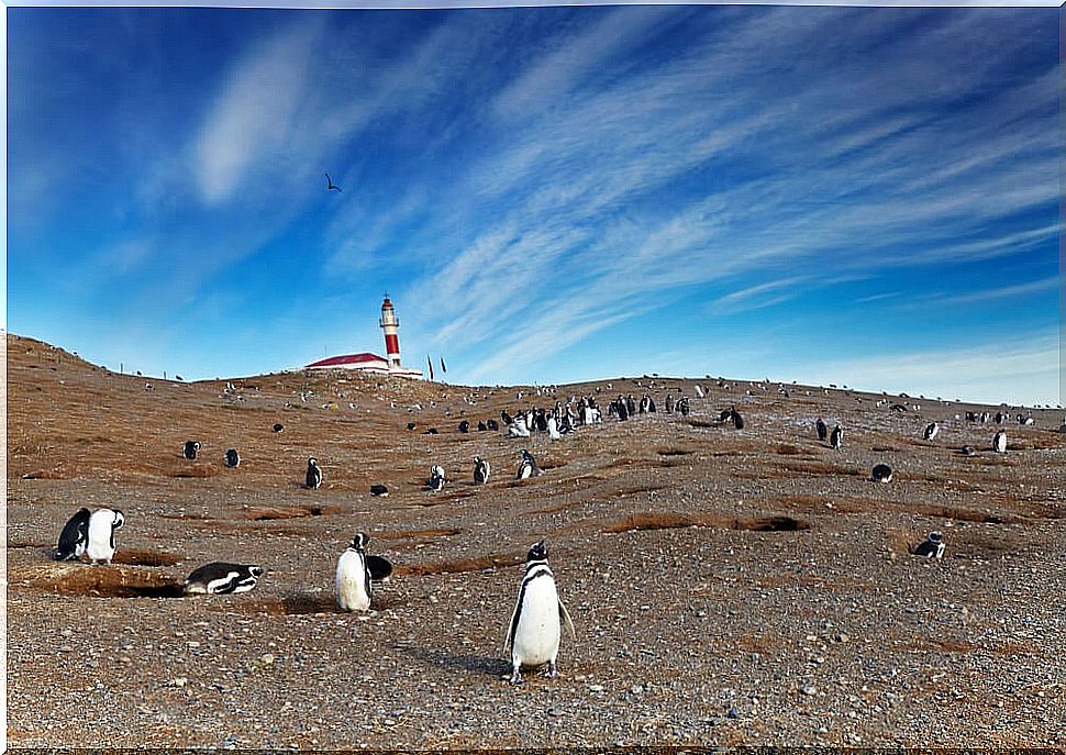 Penguins on Magdalena Island