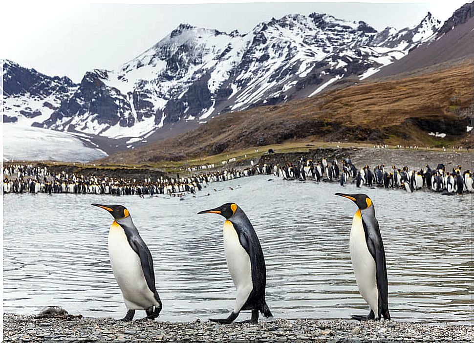 Saint Andrews Bay and its large king penguin colony