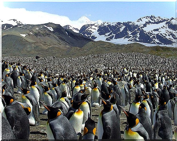 Saint Andrew's Bay full of penguins