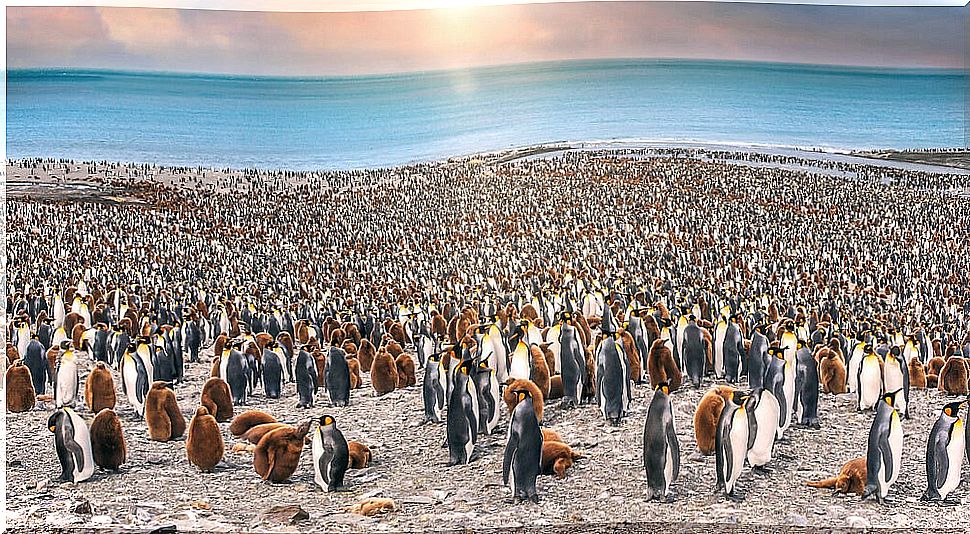 Penguin Colony in Saint Andrews Bay