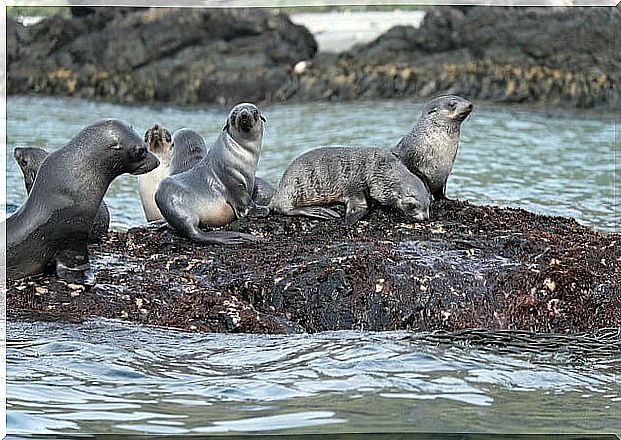 Seals in Cooper Bay