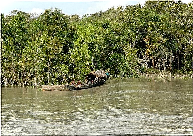 Sundarbans: the largest mangrove forest in the world