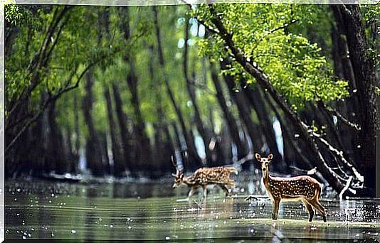 Sundarbans National Park