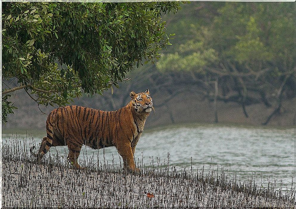 Bengal Tiger in Sundarbans