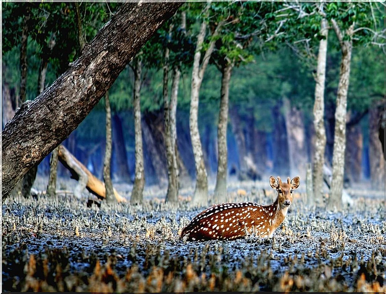 Sundarbans National Park 