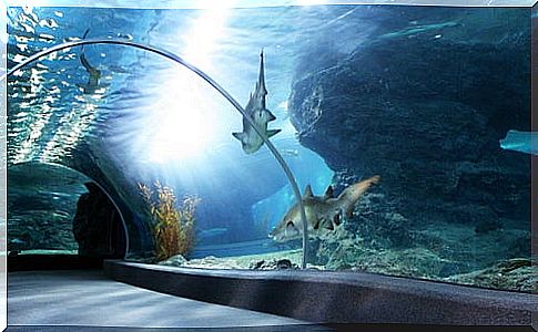 The 5 aquariums that will make you feel underwater