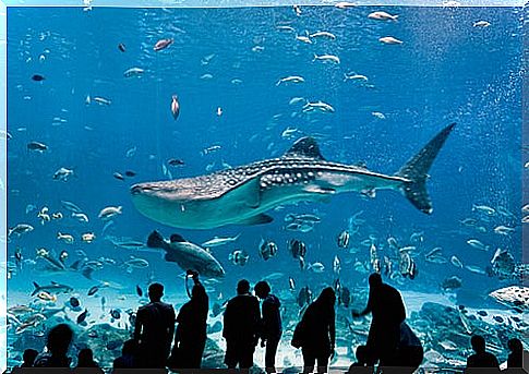 Georgia Aquarium