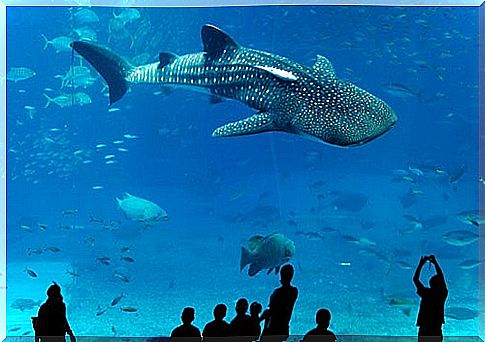 Churaumi Acuarium in Okinawa