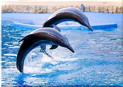 Dolphins in the Durban Aquarium