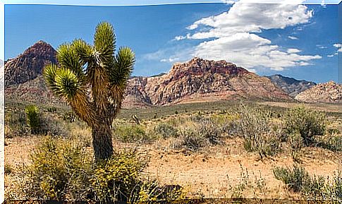 Mojave desert