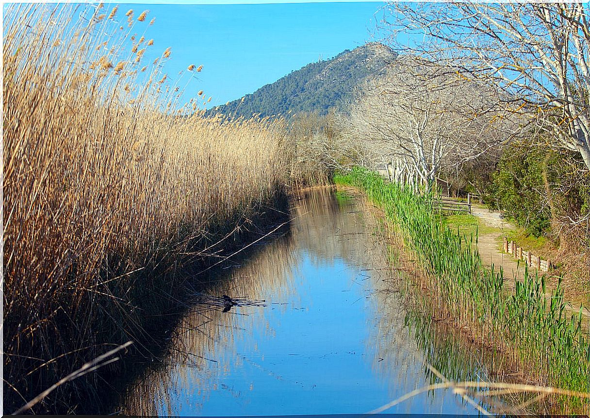 S'albufera is one of the best natural parks to visit in Spain.