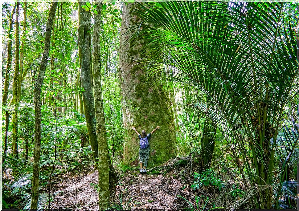 The ancient trees of the North Island of New Zealand