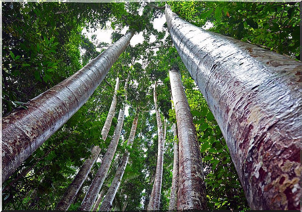 Kauri specimens