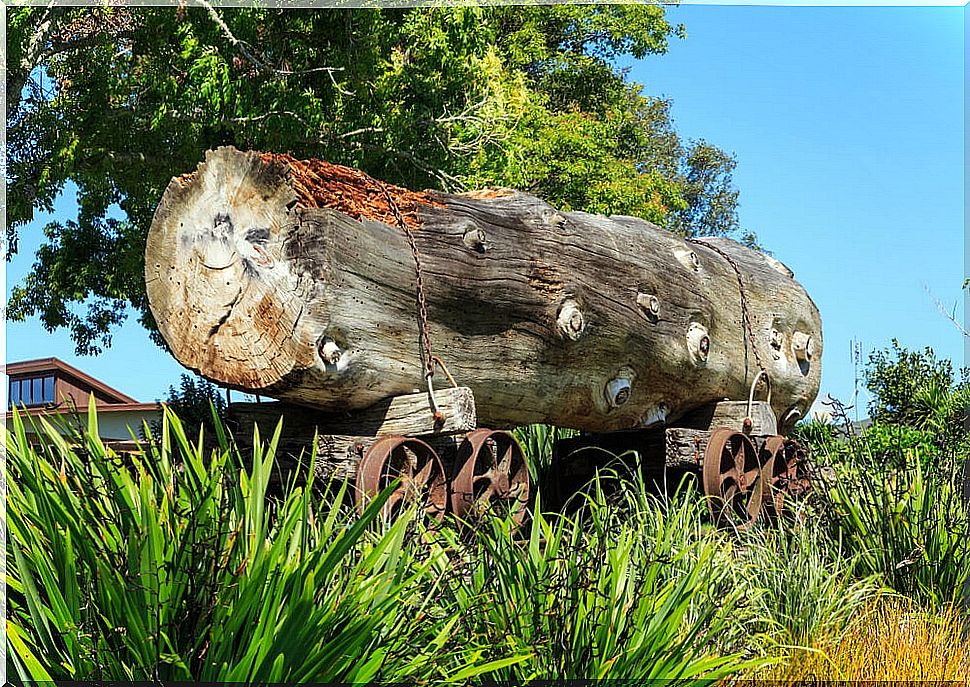 Trunk of kauri, one of the old trees of the North Island