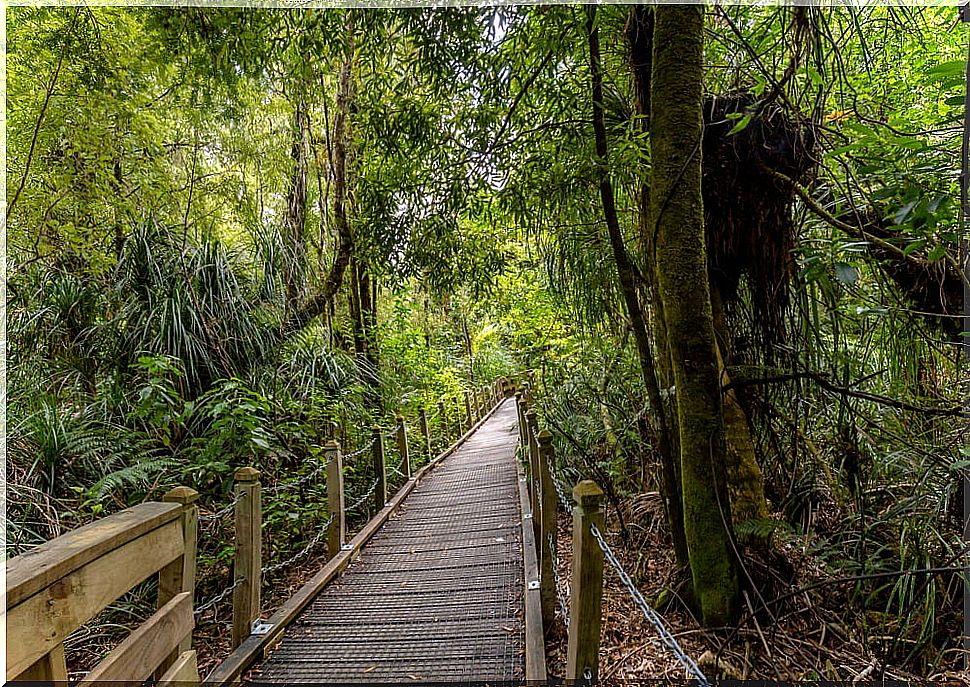 Walk in a kauri forest